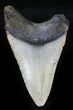 Bargain Megalodon Tooth - North Carolina #28487-1